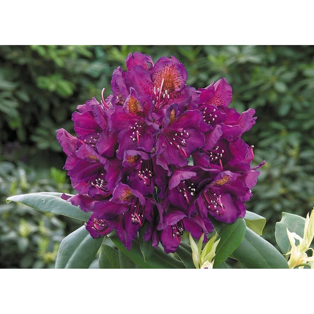 Rhododendron – Rhododendron (P); 'Marcel Menard' - C5 30-40 CM